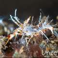 Tiger Shrimp (Phyllognathia ceratophthalma), photo taken in Indonesia, Bali, Tulamben, Tukad Linggah