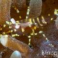 , photo taken in Indonesia, Bali, Tulamben, Tukad Linggah