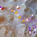 , photo taken in Indonesia, Bali, Tulamben, Tukad Linggah
