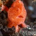 Painted Frogfish (Antennarius pictus), photo taken in Indonesia, Bali, Tulamben, Tukad Linggah