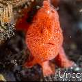 Painted Frogfish (Antennarius pictus), photo taken in Indonesia, Bali, Tulamben, Tukad Linggah
