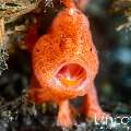 Painted Frogfish (Antennarius pictus), photo taken in Indonesia, Bali, Tulamben, Tukad Linggah