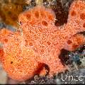 Painted Frogfish (Antennarius pictus), photo taken in Indonesia, Bali, Tulamben, Tukad Linggah