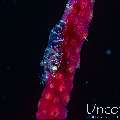 Noumea Coral Shrimp (Hamodactylus noumeae), photo taken in Indonesia, Bali, Tulamben, Tukad Linggah