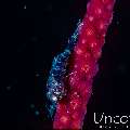 Noumea Coral Shrimp (Hamodactylus noumeae), photo taken in Indonesia, Bali, Tulamben, Tukad Linggah