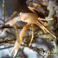 , photo taken in Indonesia, Bali, Tulamben, Tukad Linggah