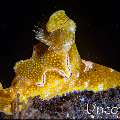 Nudibranch, photo taken in Indonesia, Bali, Tulamben, Tukad Linggah