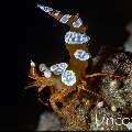 Sexy Shrimp (Thor amboinensis), photo taken in Indonesia, Bali, Tulamben, Tukad Linggah