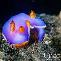 Nudibranch, photo taken in Indonesia, Bali, Tulamben, Tukad Linggah