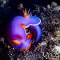 Nudibranch, photo taken in Indonesia, Bali, Tulamben, Tukad Linggah