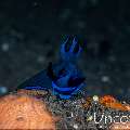 Nudibranch, photo taken in Indonesia, Bali, Tulamben, Tukad Linggah