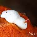 Nudibranch, photo taken in Indonesia, Bali, Tulamben, Tukad Linggah
