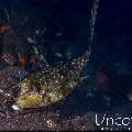 Longhorn Cowfish (Lactoria cornuta), photo taken in Indonesia, Bali, Tulamben, Tukad Linggah