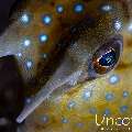 Longhorn Cowfish (Lactoria cornuta), photo taken in Indonesia, Bali, Tulamben, Tukad Linggah