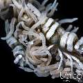, photo taken in Indonesia, Bali, Tulamben, Tukad Linggah