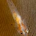 , photo taken in Indonesia, Bali, Tulamben, Tukad Linggah