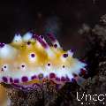 , photo taken in Indonesia, Bali, Tulamben, Tukad Linggah