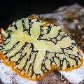 , photo taken in Indonesia, Bali, Tulamben, Tukad Linggah