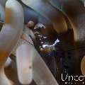 , photo taken in Indonesia, Bali, Tulamben, Tukad Linggah