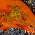 , photo taken in Indonesia, Bali, Tulamben, Tukad Linggah