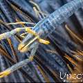 Ambon crinoid shrimp (Laomenes amboniensis), photo taken in Indonesia, Bali, Tulamben, Noisy Reef