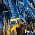 Ambon crinoid shrimp (Laomenes amboniensis), photo taken in Indonesia, Bali, Tulamben, Noisy Reef