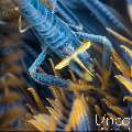 Ambon crinoid shrimp (Laomenes amboniensis), photo taken in Indonesia, Bali, Tulamben, Noisy Reef