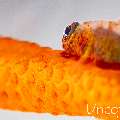 , photo taken in Indonesia, Bali, Tulamben, Noisy Reef