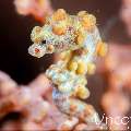 Bargibanti Pygmy Sea Horse (Hippocampus bargibanti), photo taken in Indonesia, Bali, Tulamben, Noisy Reef