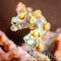 Bargibanti Pygmy Sea Horse (Hippocampus bargibanti), photo taken in Indonesia, Bali, Tulamben, Noisy Reef