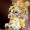 Bargibanti Pygmy Sea Horse (Hippocampus bargibanti), photo taken in Indonesia, Bali, Tulamben, Noisy Reef