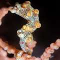 Bargibanti Pygmy Sea Horse (Hippocampus bargibanti), photo taken in Indonesia, Bali, Tulamben, Noisy Reef