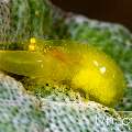 Yellow-Eye Ascidian Shrimp (Periclimenaeus storch), photo taken in Indonesia, Bali, Tulamben, Noisy Reef