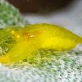 Yellow-Eye Ascidian Shrimp (Periclimenaeus storch), photo taken in Indonesia, Bali, Tulamben, Noisy Reef