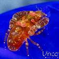 , photo taken in Indonesia, Bali, Tulamben, Noisy Reef