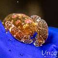 , photo taken in Indonesia, Bali, Tulamben, Noisy Reef
