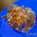 , photo taken in Indonesia, Bali, Tulamben, Noisy Reef