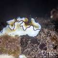 Nudibranch, photo taken in Indonesia, Bali, Tulamben, Noisy Reef