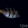 Black-Saddled Toby (Canthigaster valentini), photo taken in Indonesia, Bali, Tulamben, Kunaji