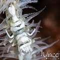 Anker's Whip Coral Shrimp (Pontonides ankeri), photo taken in Indonesia, Bali, Tulamben, Kunaji