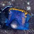 Whitespotted boxfish (Ostracion meleagris), photo taken in Indonesia, Bali, Tulamben, Kunaji