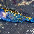 Whitespotted boxfish (Ostracion meleagris), photo taken in Indonesia, Bali, Tulamben, Kunaji