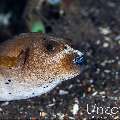 Blackspotted puffer (Arothron nigropunctatus), photo taken in Indonesia, Bali, Tulamben, Kunaji