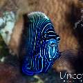 Emperor Angelfish (Pomacanthus imperator), photo taken in Indonesia, Bali, Tulamben, Kunaji