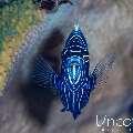 Emperor Angelfish (Pomacanthus imperator), photo taken in Indonesia, Bali, Tulamben, Kunaji