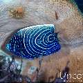Emperor Angelfish (Pomacanthus imperator), photo taken in Indonesia, Bali, Tulamben, Kunaji
