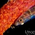 , photo taken in Indonesia, Bali, Tulamben, Kunaji