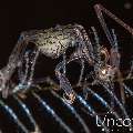 Red-Stripe Skeleton Shrimp (Protella similis), photo taken in Indonesia, Bali, Tulamben, Kunaji