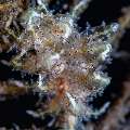 Nudibranch, photo taken in Indonesia, Bali, Tulamben, Kunaji