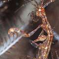Red-Stripe Skeleton Shrimp (Protella similis), photo taken in Indonesia, Bali, Tulamben, Kunaji